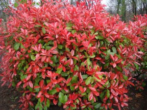 Photinia