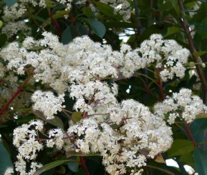 Photinia en fleurs