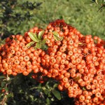 Pyracantha