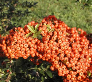 Pyracantha