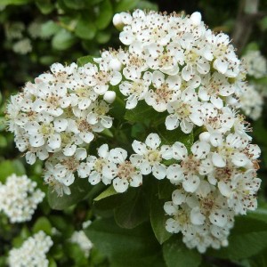 Pyracantha en fleur