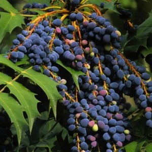 mahonia baies