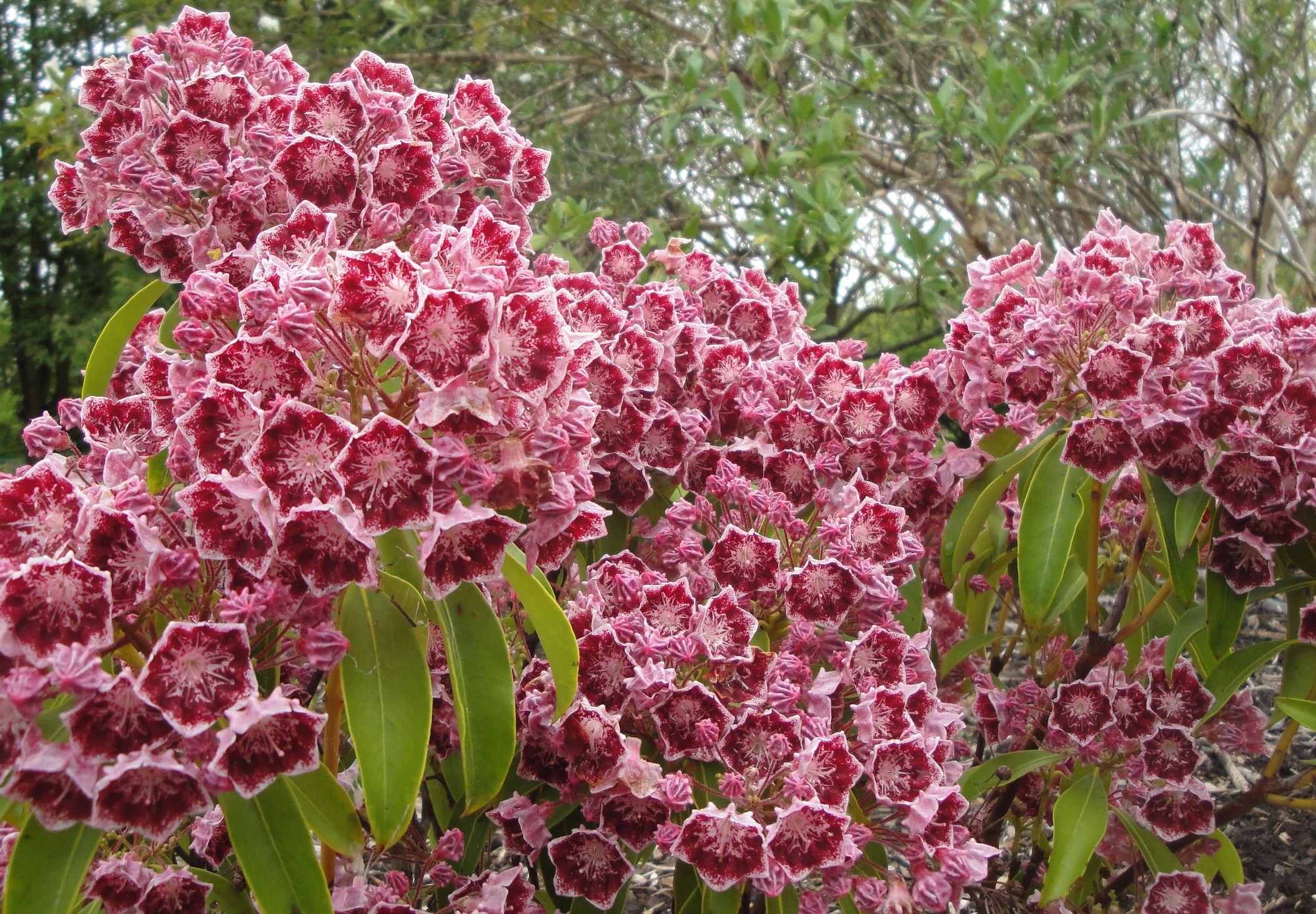 planter un kalmia