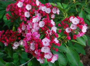 Kalmia