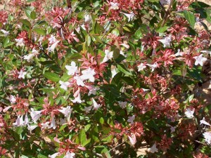 Abelia-x-grandiflora