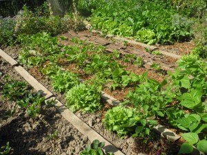 Légumes paillés