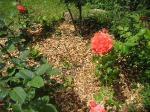 Paillage des rosiers