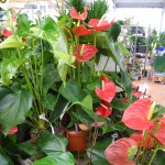 Anthurium