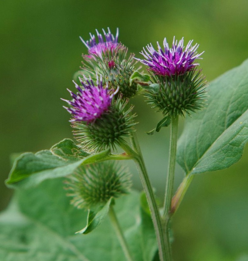 Bardane en fleur