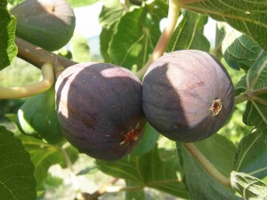 Figues