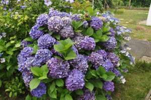 Hortensia