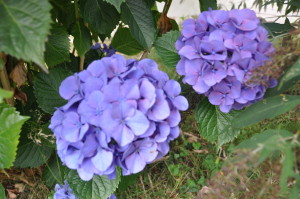 Hortensia bleu