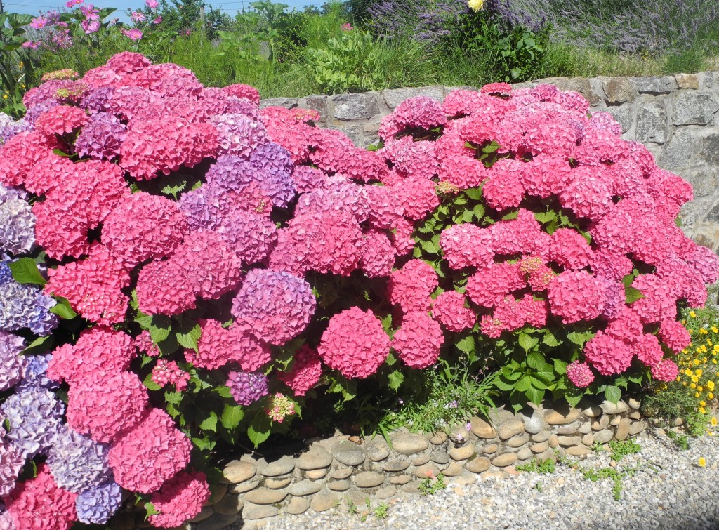 Hortensias