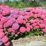 Hortensias Hortensias