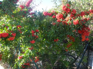 Pyracantha