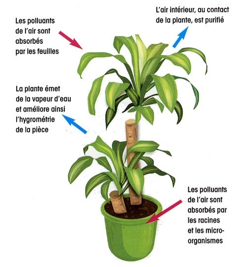 asiatique jardinier est travail à l'intérieur le serre plein de cactus les  plantes collection tandis que propagation par fleur pollinisation pour la  graine en utilisant petit peindre brosse dans ornemental jardin et