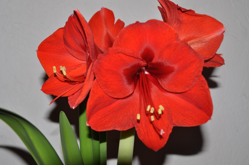 Amaryllis obtenue par forçage à Noël 2014