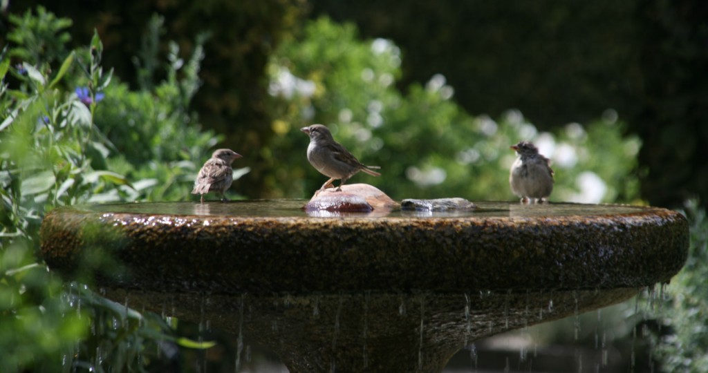 Bain des oiseaux