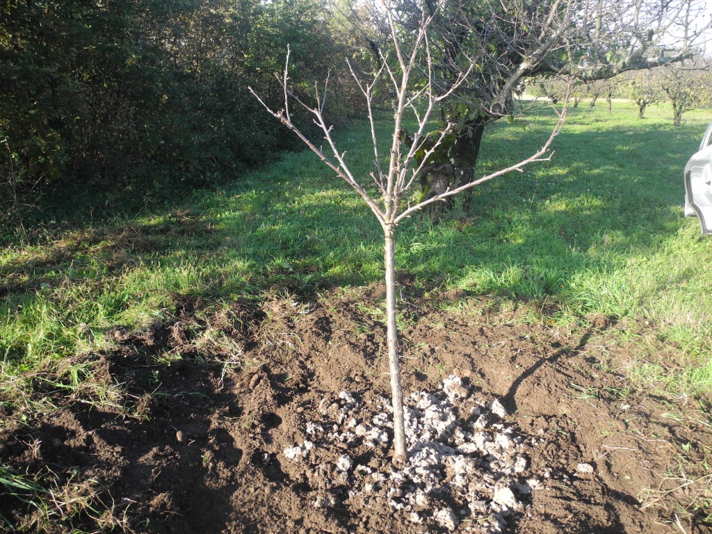 planter un cerisier