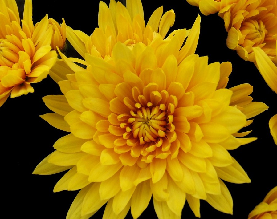 Chrysanthème