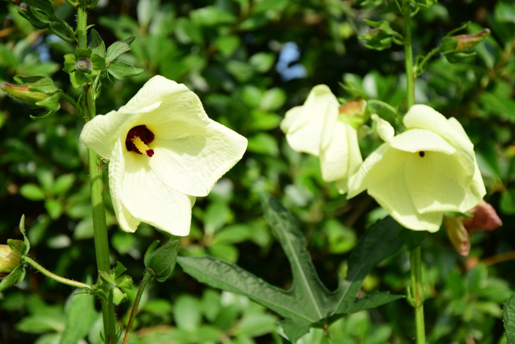 Hibiscus