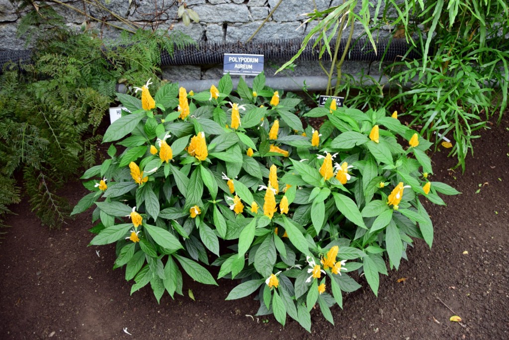 Polypodium Aureum