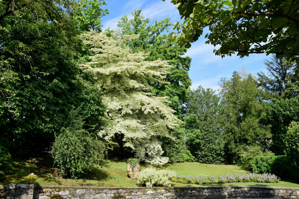 Cornus Controversa Variegata