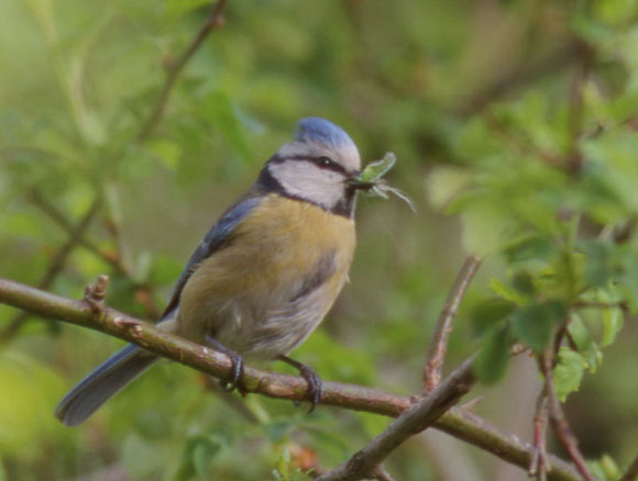 Mésange bleue