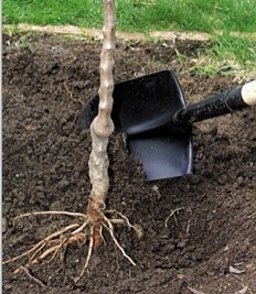 Plantation d'un arbre