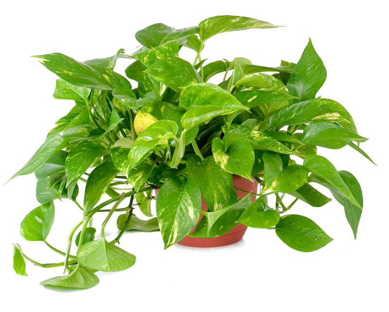 Pothos 