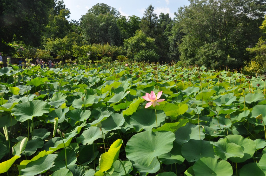 Fleurs de lotus