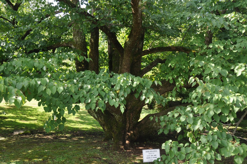 Arbre aux mouchoirs