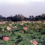Nénuphars du parc floral