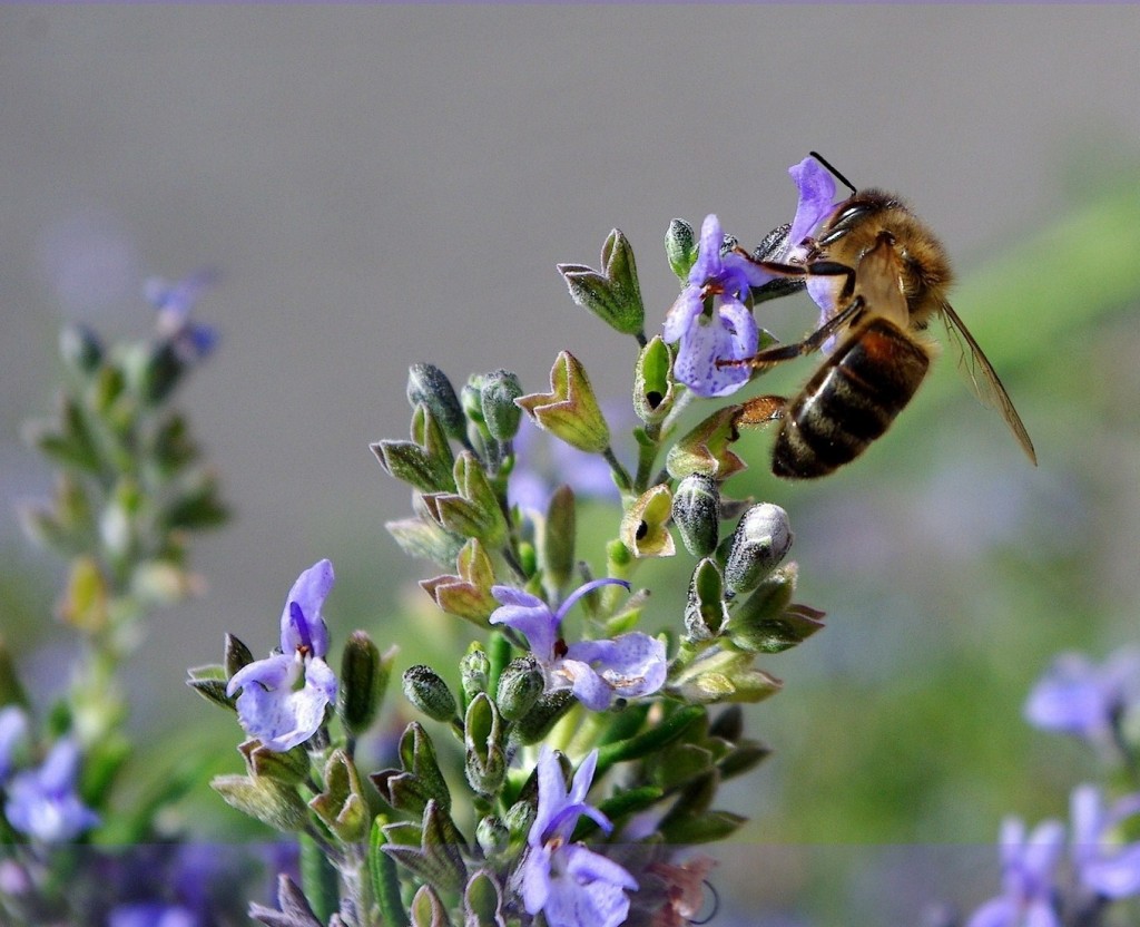 Abeille sur fleur thym