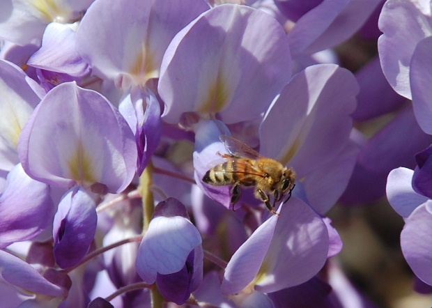 Abeille sur glycine