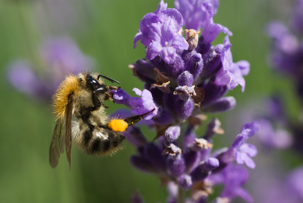 Abeille sur lavande