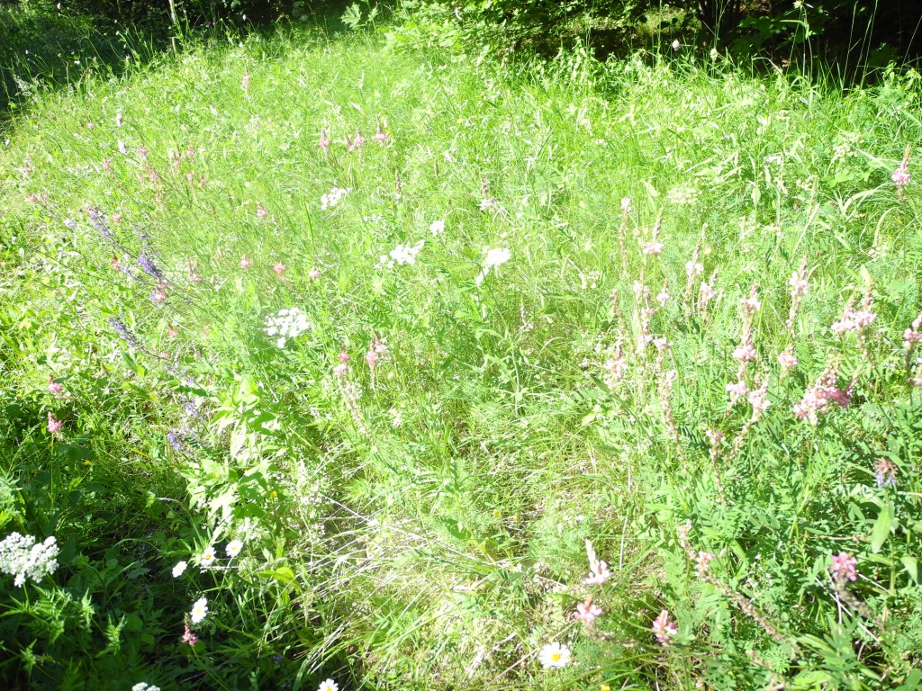 Prairie fleurie