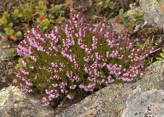 Bruyère calluna vulgaris