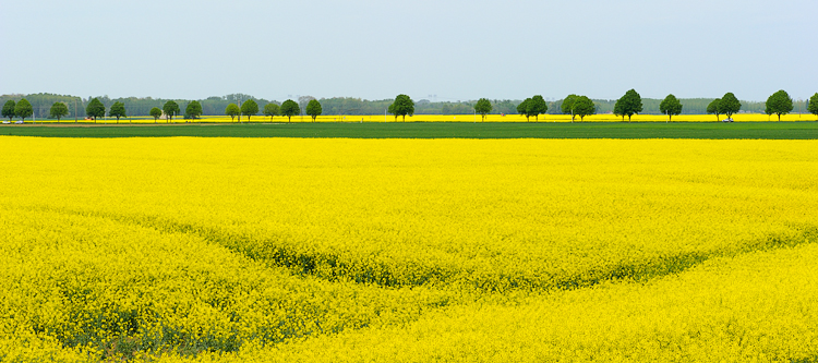 Colza en fleurs