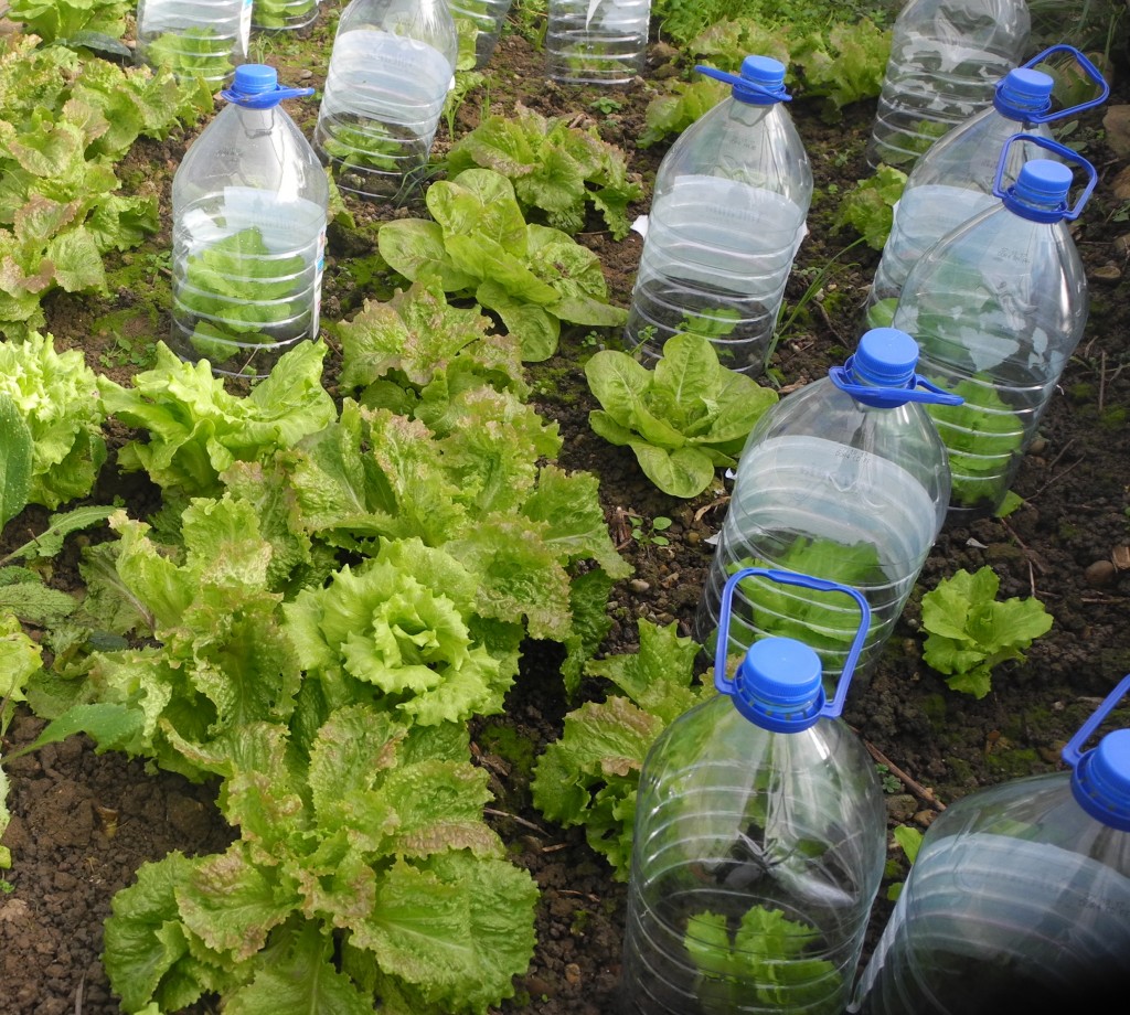 Culture sous cloches (ici des bouteilles d'eau dont on a coupé le fond)