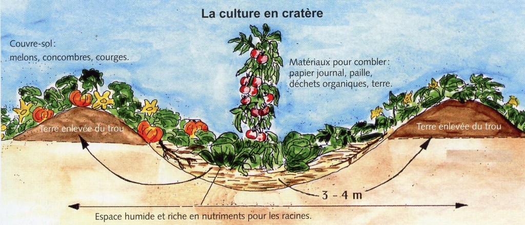 Culture en cratère