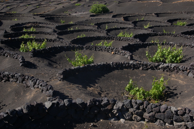 Culture de la vigne en cratère