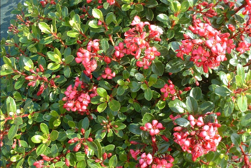 Escallonia-Red-Dream