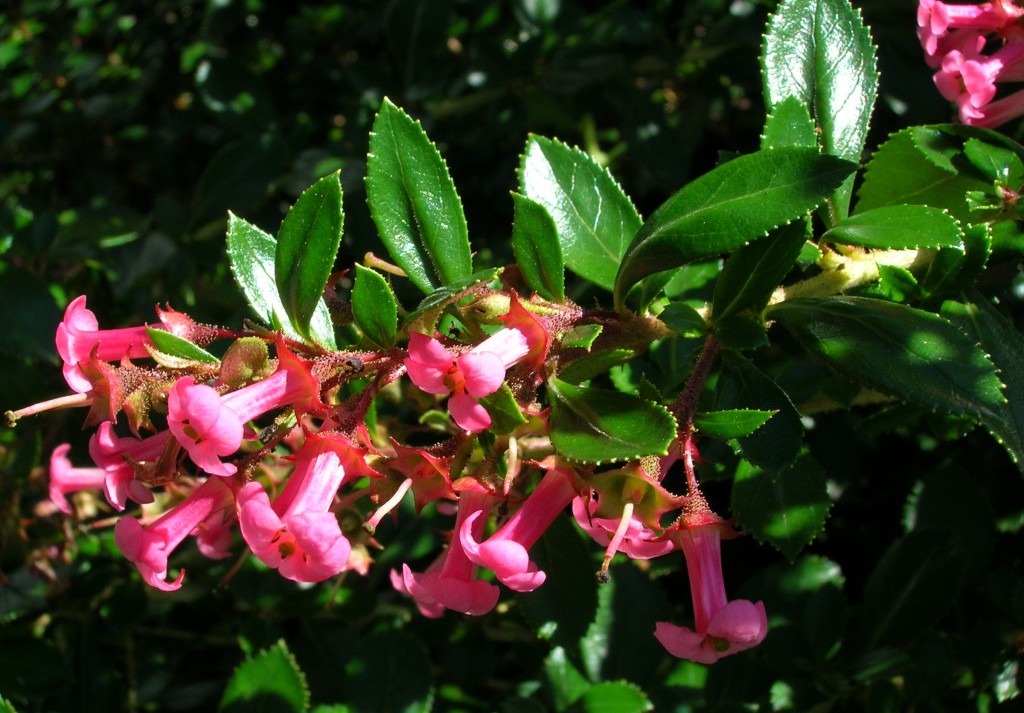 Escallonia rubra macrantha