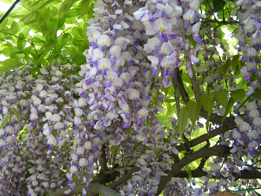 Glycine