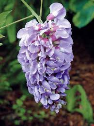 Glycine en grappe