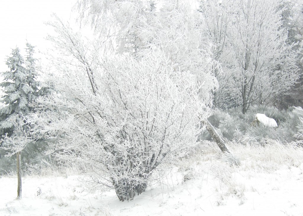 Givre sur arbres