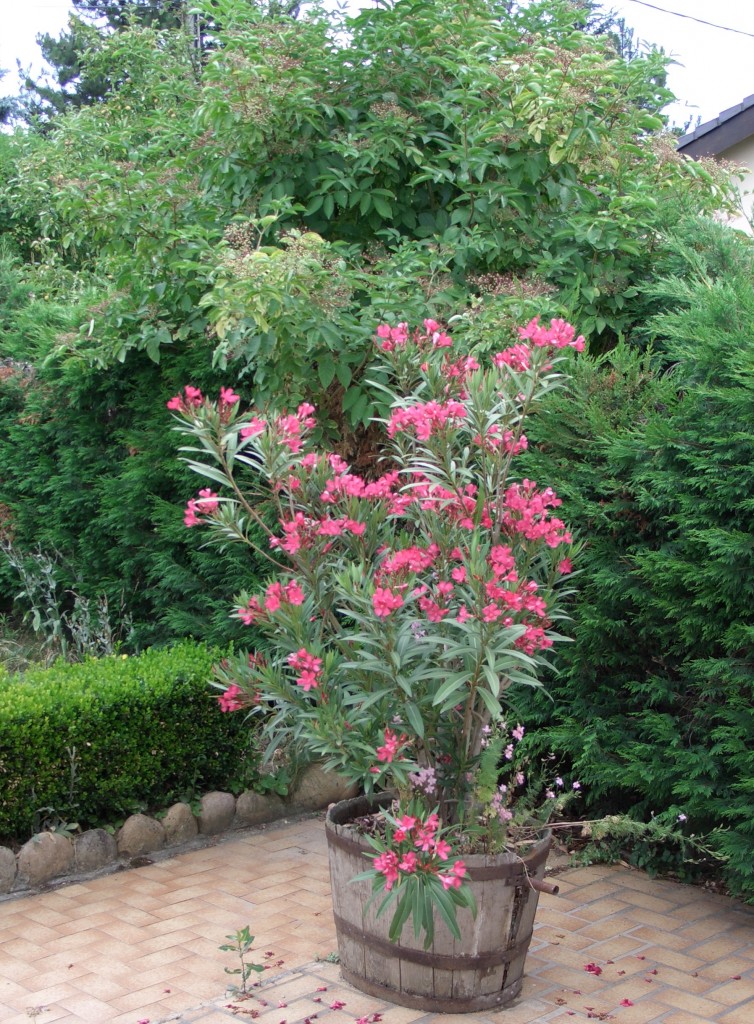 planter un laurier rose en pot