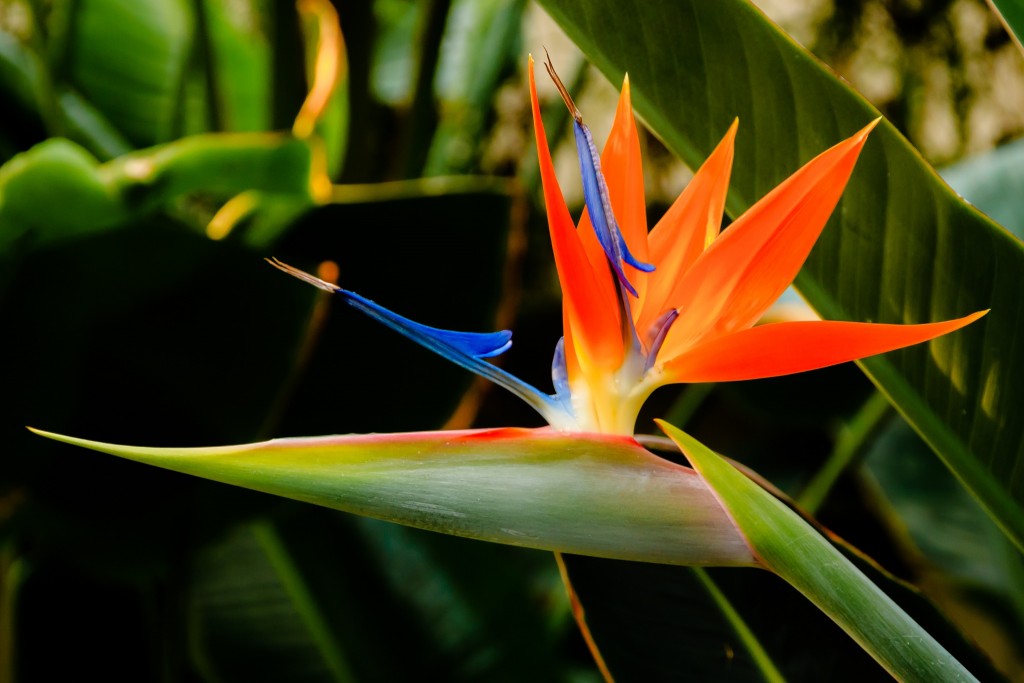 Strelitzia