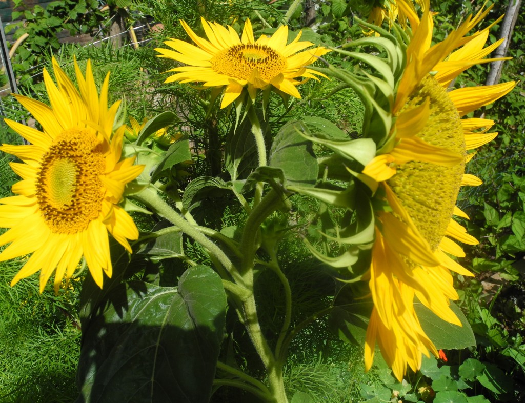 Tournesols